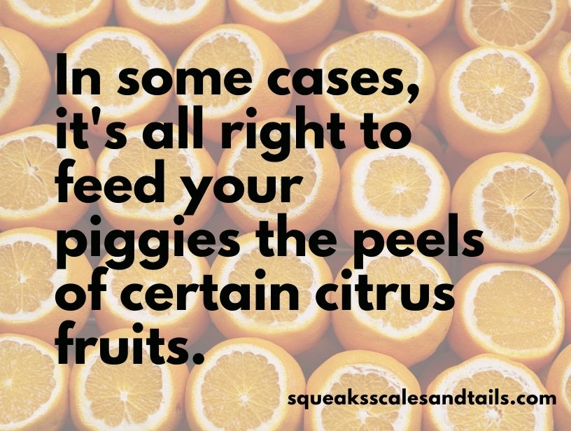 a quote that says that sometimes guinea pigs can eat the peels of certain citrus fruits