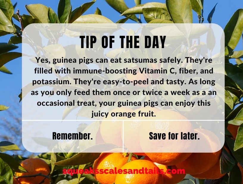 a tip that says that guinea pigs can eat satsumas as long as they are fed in moderation