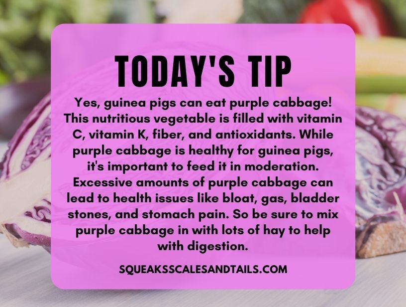 a quote about how guinea pigs can eat purple cabbage