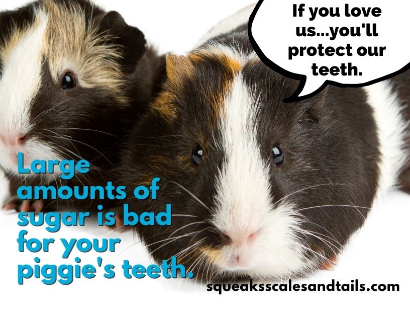 a quote that says that guinea pigs should not eat too many fruits (like oranges) to protect their teeth