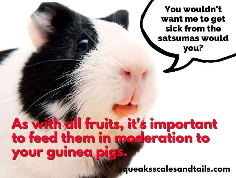 a picture of a guinea pig quote reminding people not to overfeed satsumas to their pets
