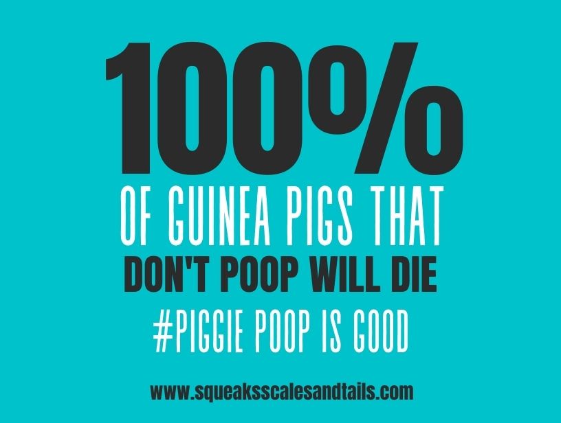 a picture that says 100% of guinea pigs that don't poop will die; it's part of what explains why guinea pigs poop so much