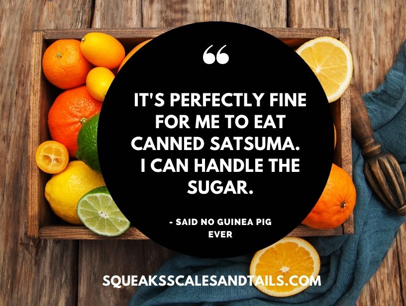 a picture of a guinea pig quote about satsumas