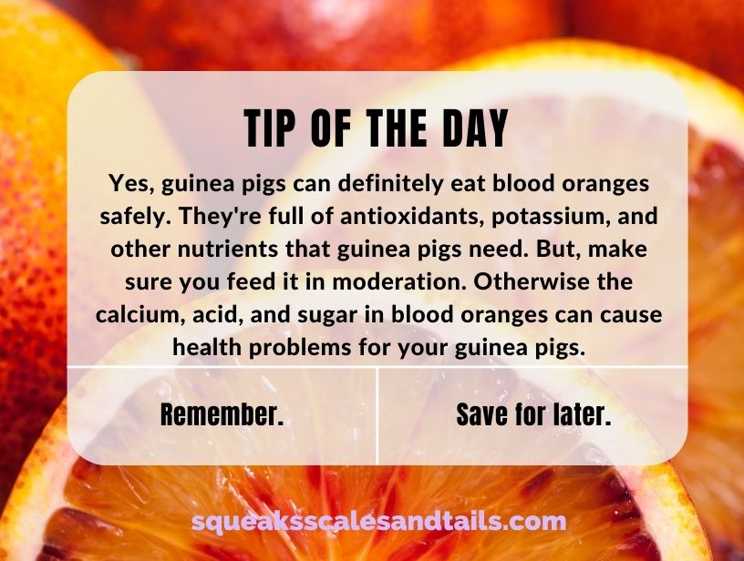 can guinea pigs eat blood oranges quote with a picture of blood oranges