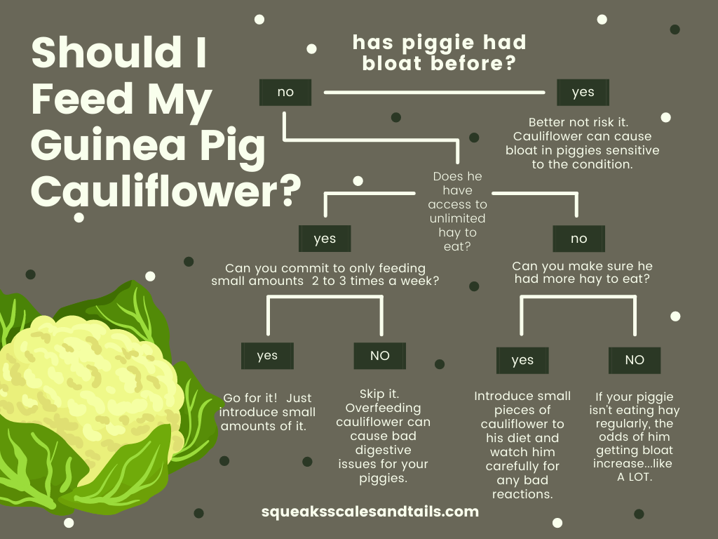 a decision tree that talks about whether you should feed cauliflower to your guinea pigs
