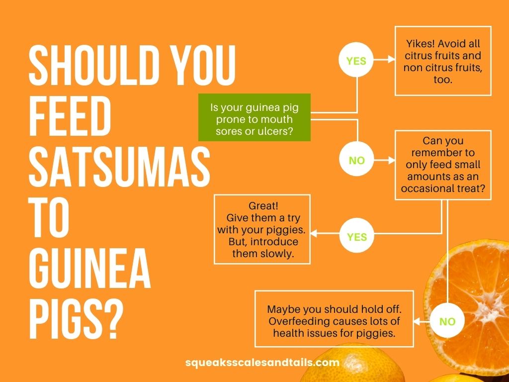 a should I feed my guinea pigs satsumas decision tree