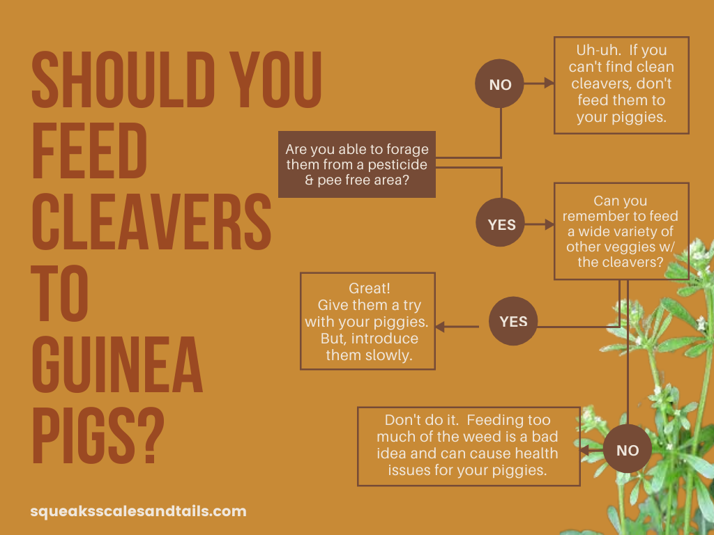 Can guinea pigs eat cleavers decision tree