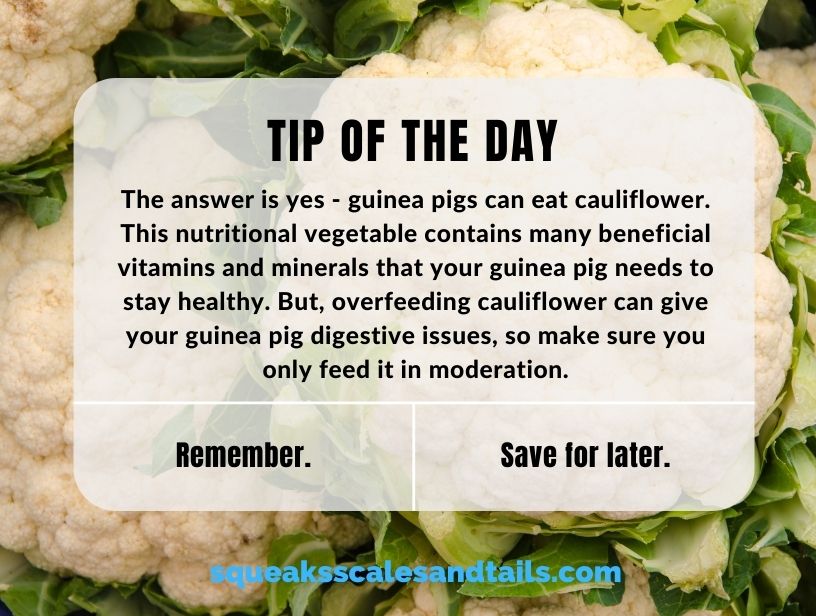 A picture of a cauliflower that says that guinea pigs can eat cauliflower in moderation