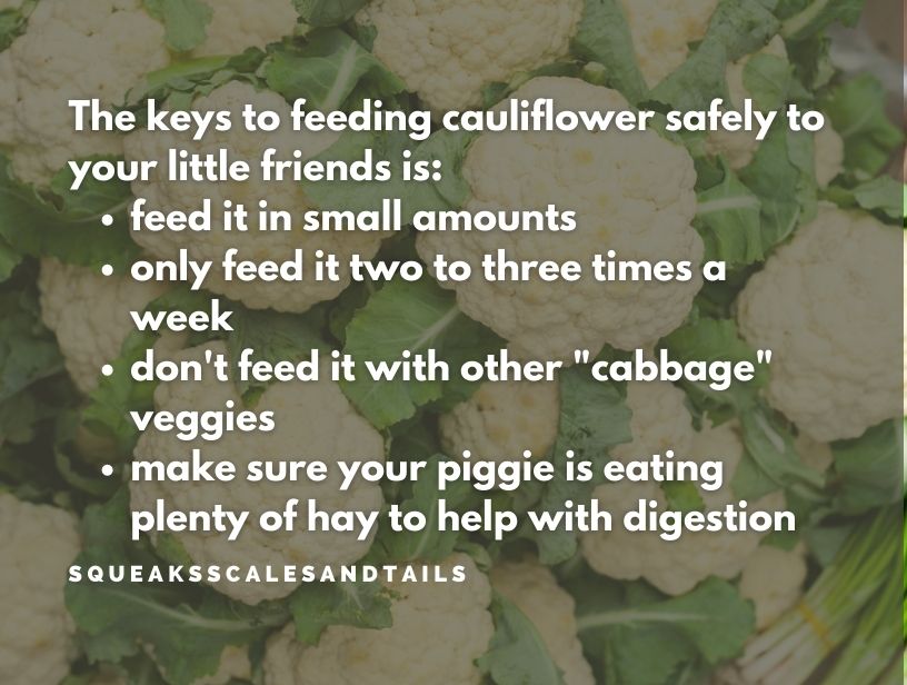 a picture of cauliflower and a few tips on how to feed cauliflower to guinea pigs successfully
