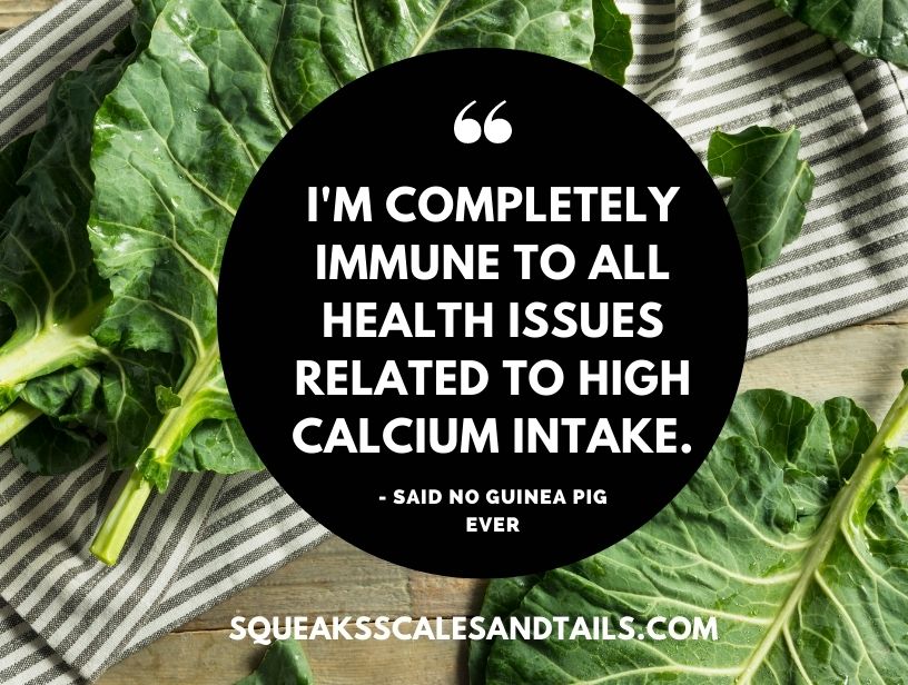 a guinea pig quote about how too much calcium is dangerous for guinea pigs