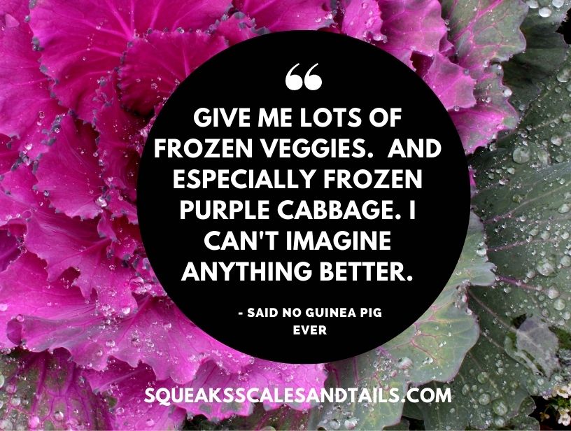 can guinea pigs eat purple cabbage - a sarcastic quote from guinea pigs