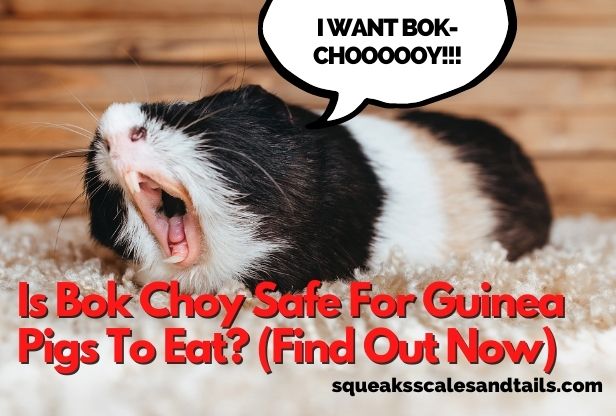 Is Bok Choy Safe For Guinea Pigs To Eat? (Find Out Now)