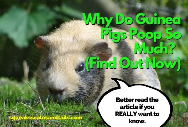 a picture of a gray and white guinea pig who's encouraging people to read the blog post titled "Why do guinea pigs poop so much?"
