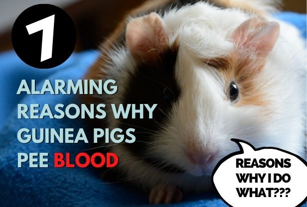 a picture of a guinea pig shocked by the fact that sometimes guinea pigs pee blood