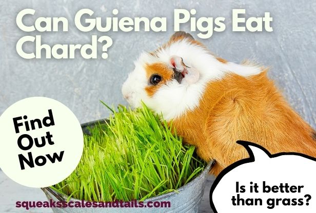 Can Guinea Pigs Eat Chard? (Find Out Now)