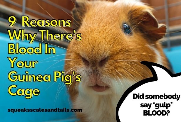 a pic of a beige guinea pig scared because of blood in his cage