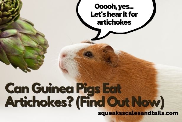 a guinea pig staring at an artichoke