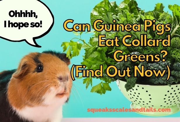 a picture of a guinea pig basically drooling over a bunch of collard greens