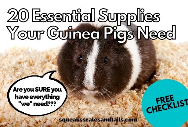 a picture of a guinea pigs wondering if his pet parent has all the essential supplies that he needs