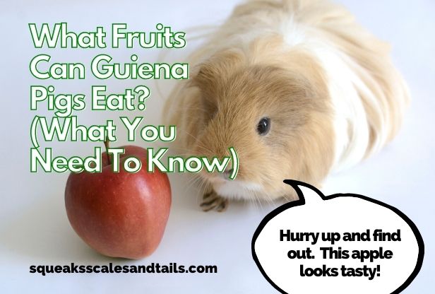 A picture of a guinea pig wondering what fruits can guinea pigs eat