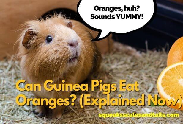 Can my guinea pig eat outlet oranges