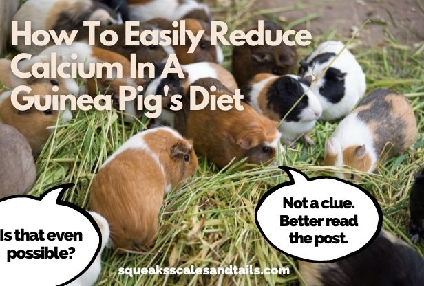 a cluster of guinea pigs wondering if it's possible to reduce calcium in their diet