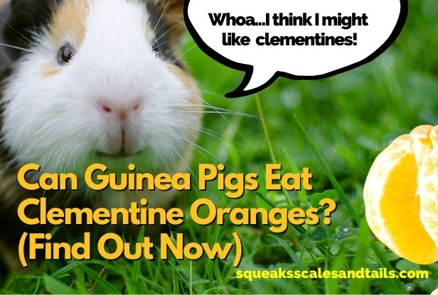 a picture of a brown and white guinea pigs saying that he likes clementine oranges