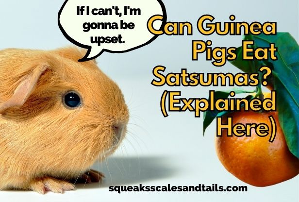 Can Guinea Pigs Eat Satsumas? (Explained Here)