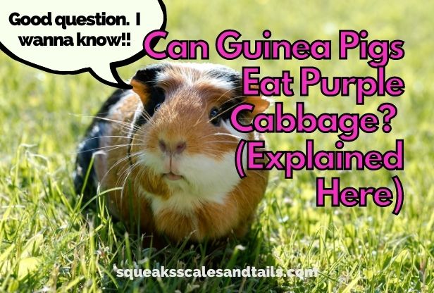 Can Guinea Pigs Eat Purple Cabbage? (What You Need To Know)
