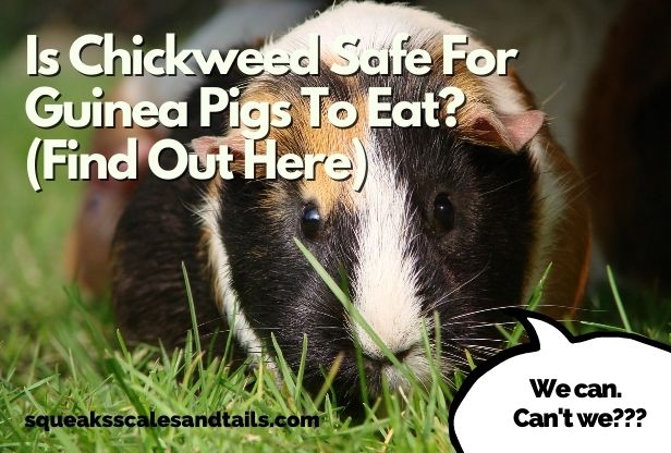 Is Chickweed Safe For Guinea Pigs? (Find Out Here)