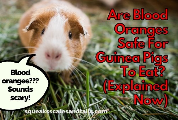 a picture of a beige and white guinea pig who thinks that the name blood oranges is scary