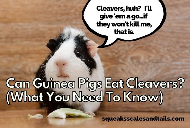 a pictures of a guinea pigs saying that he'd like to try some cleavers if they're safe