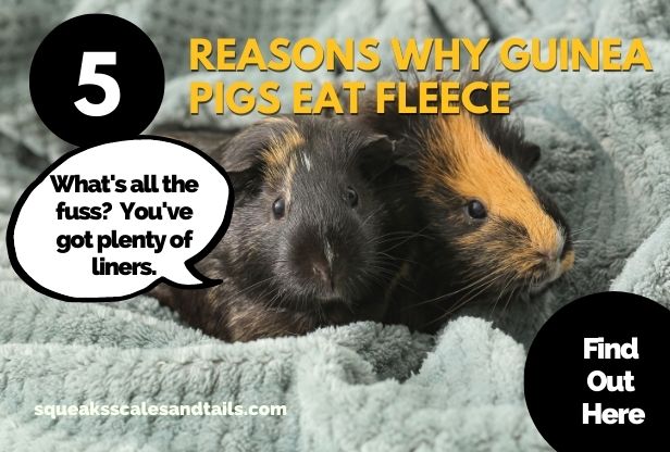 why do guinea pigs eat fleece