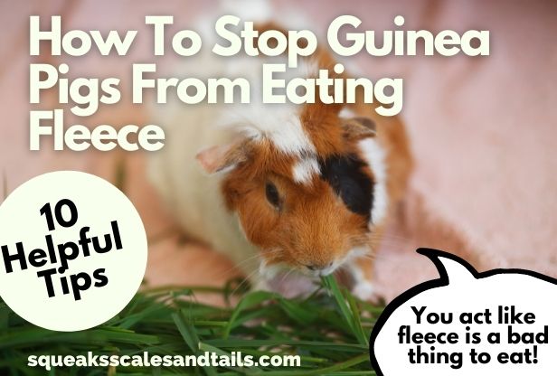 How to Stop Guinea Pigs From Eating Fleece
