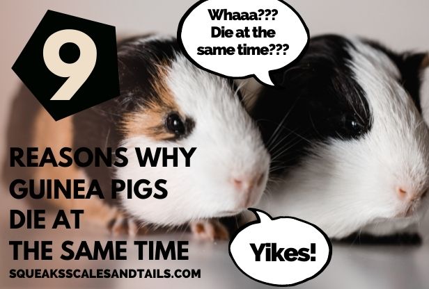 Two guinea pigs reacting to the title 9 Reasons Guinea Pigs Die At The Same Time