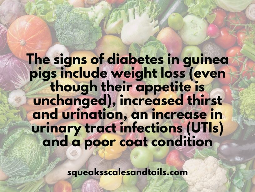 a fact that explains the signs of diabetes in guinea pigs
