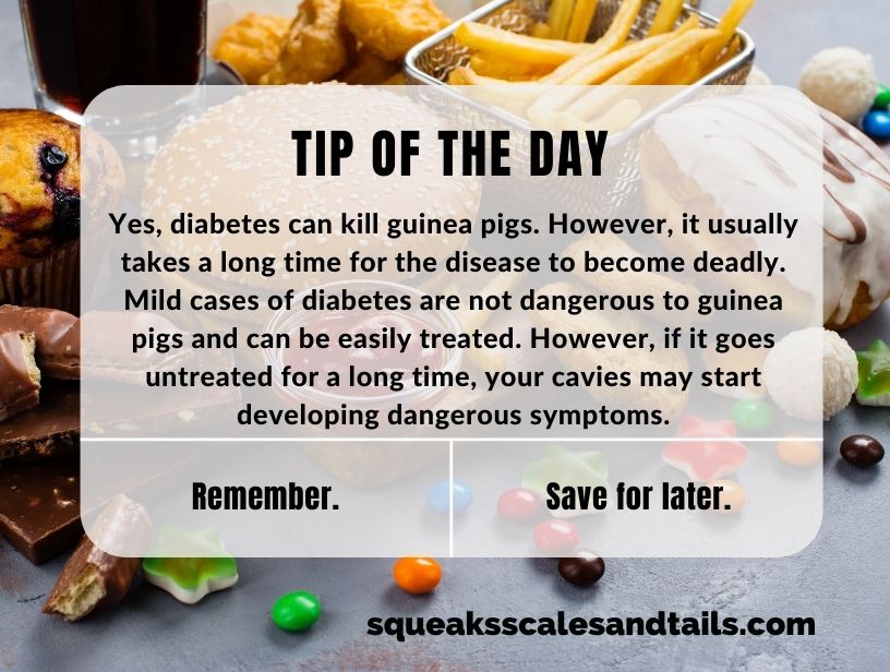a tip that explains that diabetes in guinea pigs can be treated if it's caught early enough