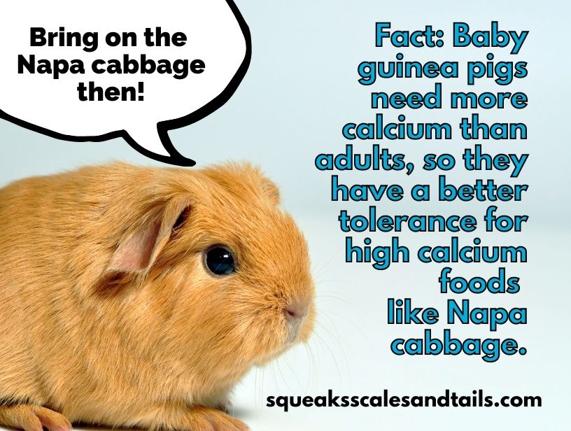 a tip that says that baby guinea pigs can eat more napa cabbage than adults because baby guinea pigs need more calcium