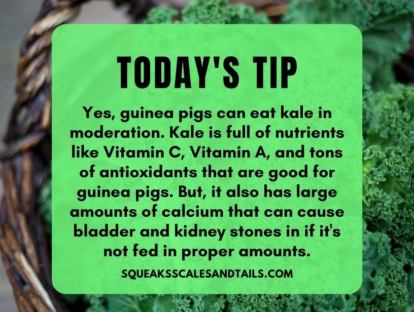 a tip that shares that guinea pigs can eat kale in moderation