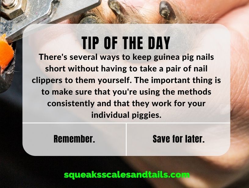 tip you can keep a guinea pigs' nails short without cutting them, but you'll have to be consistent with the other methods, because they're not always as effective as using nail clippers