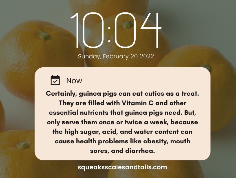 a message saying that guinea pigs can eat cuties in moderation