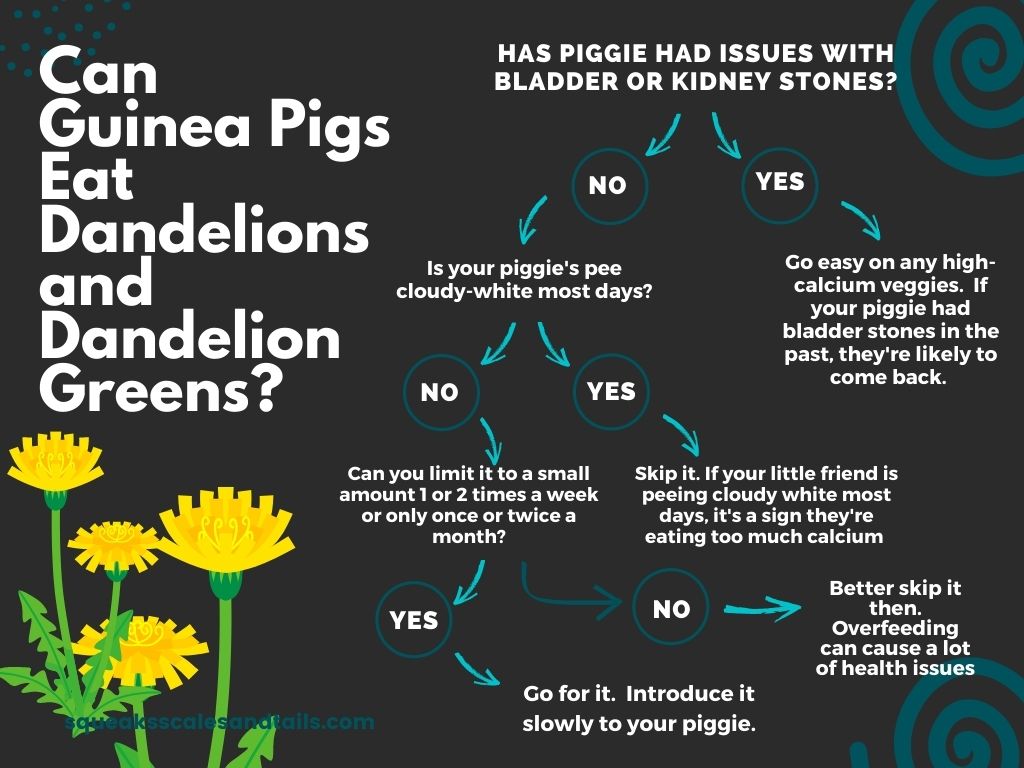 Do guinea pigs eat hotsell dandelion leaves