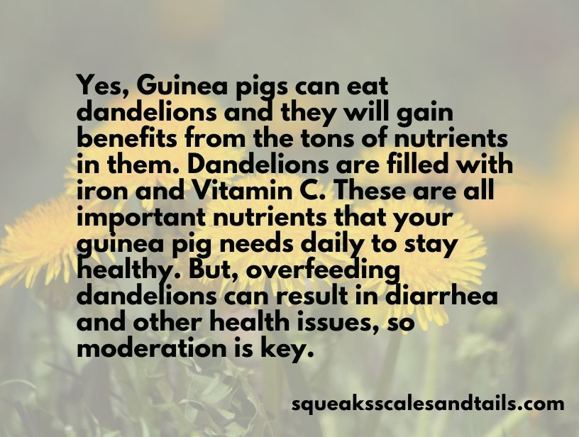 Quote on whether guinea pigs can eat dandelions