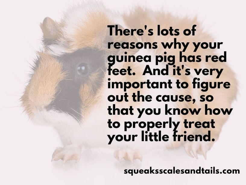 why do guinea pigs have red feet - a quote