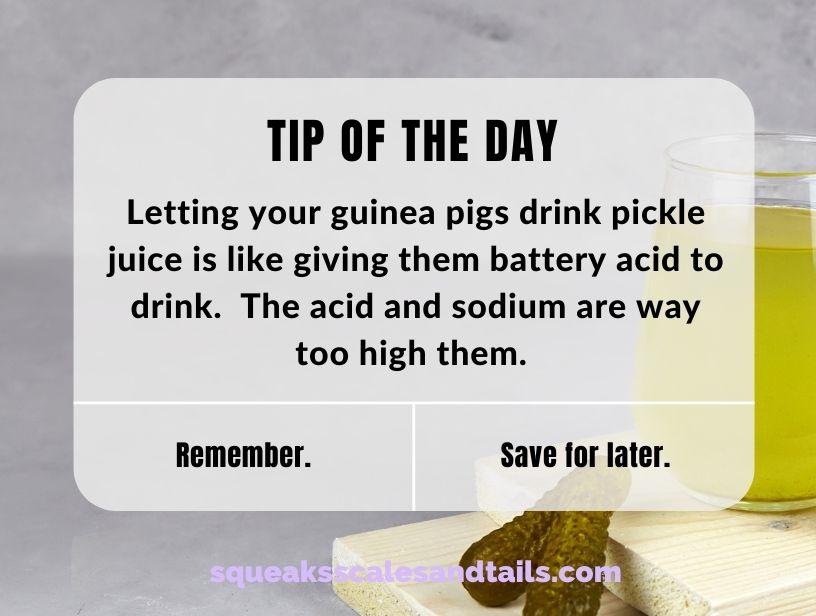 a tip reminding people that guinea pigs shouldn't drink pickle juice
