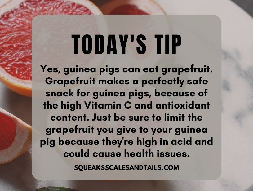 can guinea pigs eat grapefruit tips