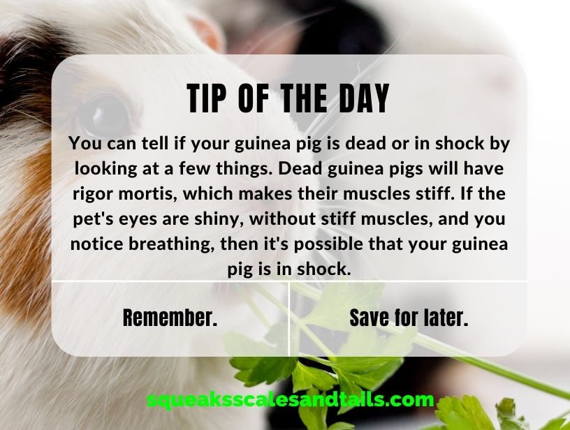 tip of the day for is your guinea pig dead or in shock