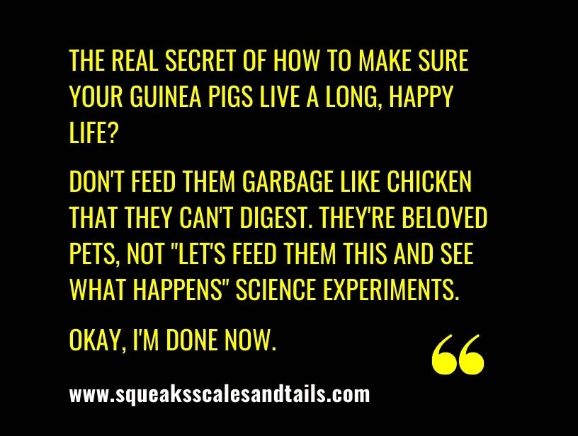 a warning to not to feed guinea pigs chicken