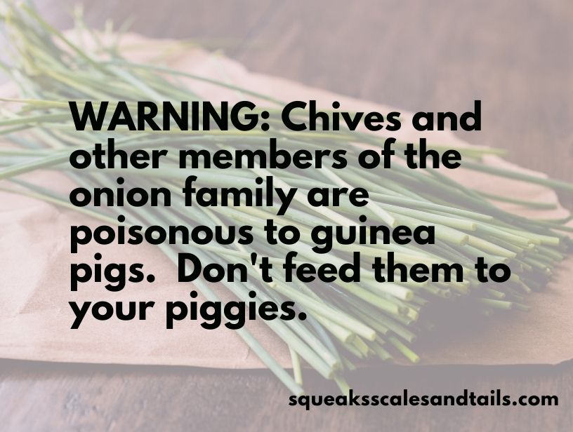 a picture of chives that says that guinea pigs should avoid the certain herbs tied to the onion family and even onions themselves because they're poisonous