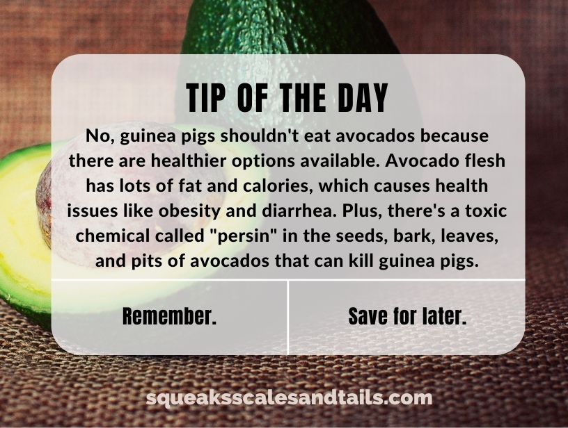 a tip that remind people that although technically guinea pigs can eat avocado flesh, it's not the healthier option for guinea pigs